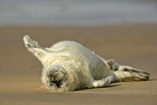 Grey Seal sleeping pup on sand bank lying on it's back Donna Nook, Lincolnshire Coast, England, UK