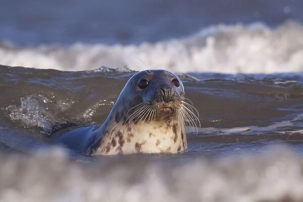 Grey Seal - in waves along coastline - Lincolnshire - England