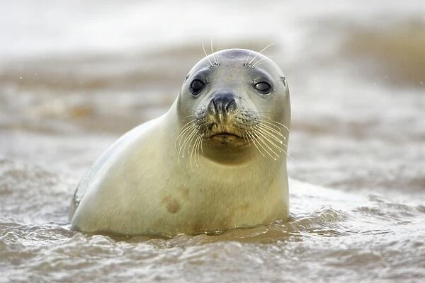 Grey Seal - young cow emerging from sea. Donna Nook seal sanctuary, Lincolnshire, UK