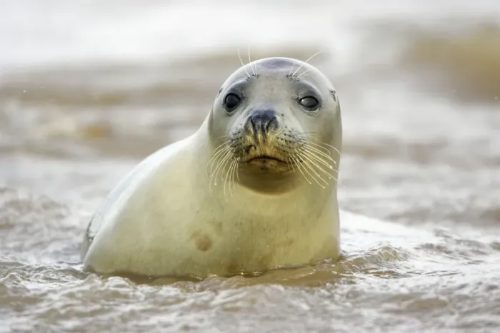 Framed Print : Grey Seal - young cow emerging from sea. Donna Nook seal sanctuary, Lincolnshire, UK