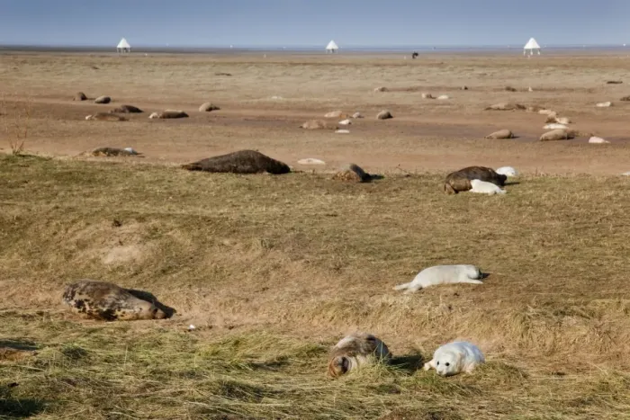 Framed Print : Grey Seals - adults with pups - Donna nook - Lincolnshire - UK Framed Print : Grey Seals - adults with pups - Donna nook - Lincolnshire - UK