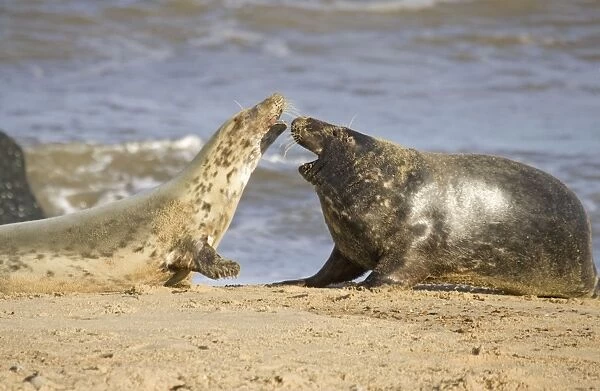 Grey Seals - cow rejecting advances of bull Waxham beach Norfolk UK