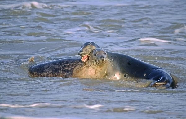 Grey Seals Playing in Surf Norfolk UK