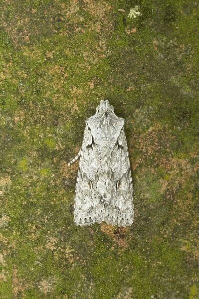 Grey Shoulder Knot Lithopane ornitopus Essex, UK IN000604