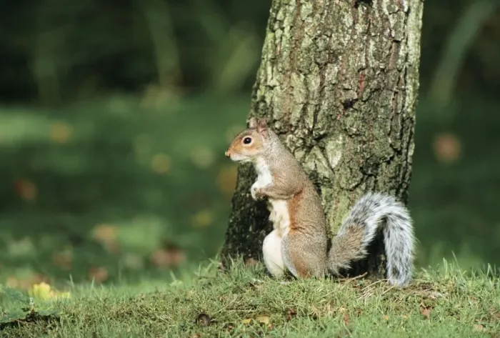 Framed Print : Grey Squirrel Framed Print : Grey Squirrel