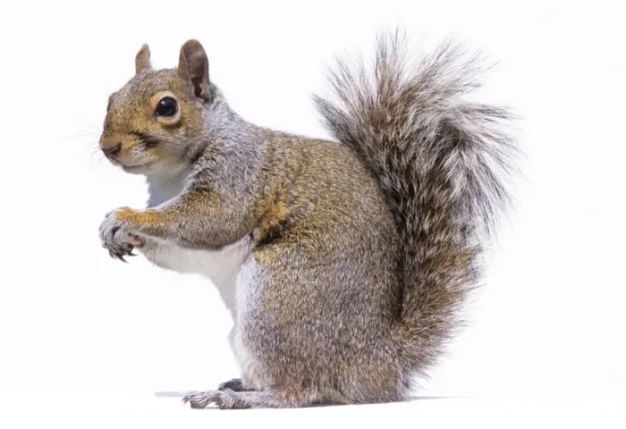 Framed Print : Grey Squirrel Framed Print : Grey Squirrel