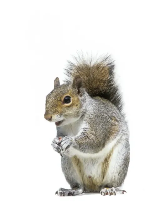 Framed Print : Grey Squirrel Framed Print : Grey Squirrel