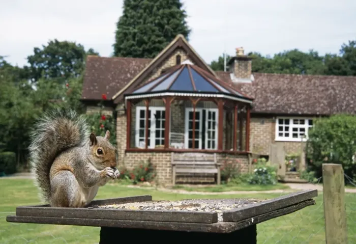 Framed Print : Grey Squirrel On birdtable Framed Print : Grey Squirrel On birdtable