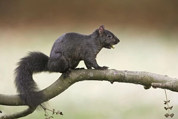 Grey Squirrel - black form with acorn - Hertfordshire UK 007874