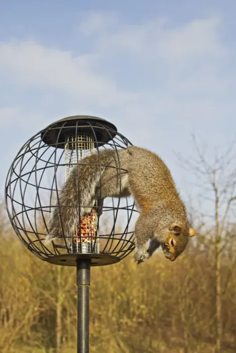 Framed Print : Grey Squirrel - caught in squirrel proof bird feeder - Bedfordshire uk 12574 Framed Print : Grey Squirrel - caught in squirrel proof bird feeder - Bedfordshire uk 12574