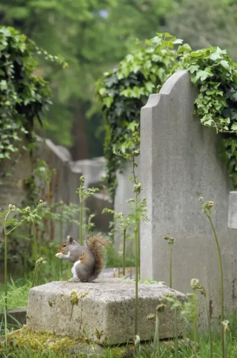 Framed Print : Grey Squirrel - in cemetry UK Framed Print : Grey Squirrel - in cemetry UK