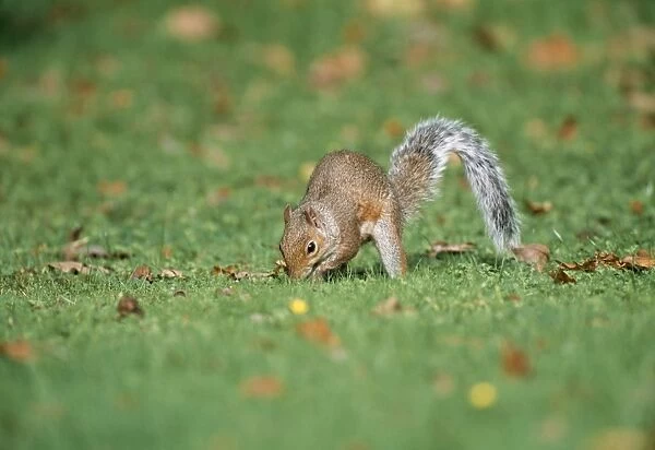 Grey Squirrel Digging lawn