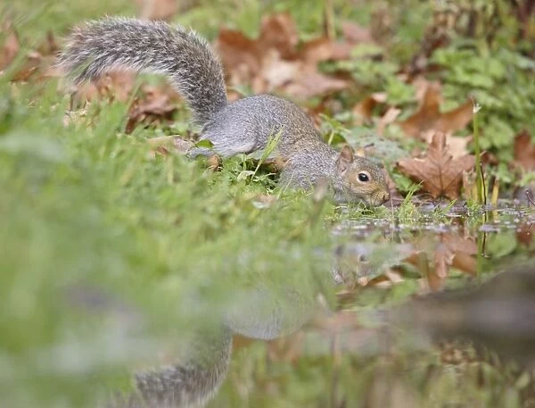 Grey Squirrel - drinking - Bedfordshire UK 007796