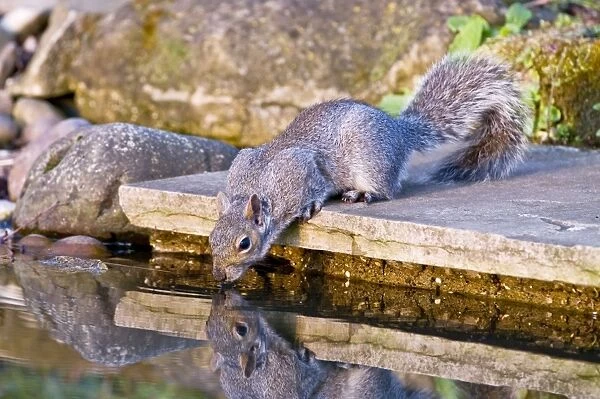 Grey Squirrel - drinking at garden pond - Lincolnshire - UK