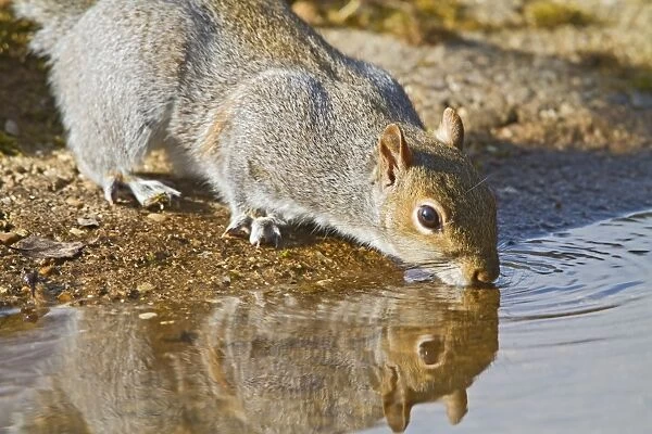 Grey Squirrel - drinking at pond - Bedfordshire UK 9318