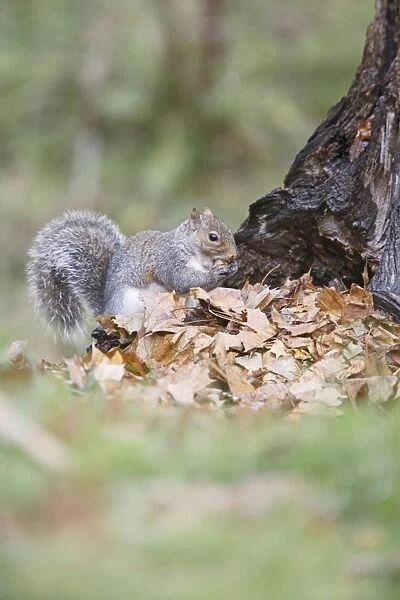 Grey Squirrel - eating acorn - Bedfordshire UK 007783