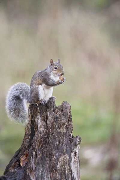 Grey Squirrel - eating acorn - Bedfordshire UK 007786