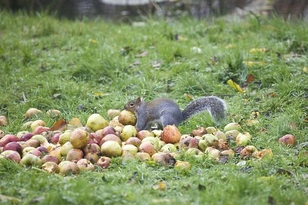 Grey Squirrel eating apples in Oxford Garden November. UK