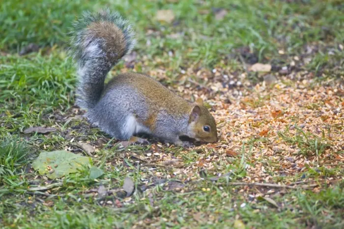 Framed Print : Grey Squirrel - eating chilli covered bird seed in Oxford Garden November. Chilli is used as squirrel deterrent, birds cannot taste the heat from the chilli Framed Print : Grey Squirrel - eating chilli covered bird seed in Oxford Garden November. Chilli is used as squirrel deterrent, birds cannot taste the heat from the chilli