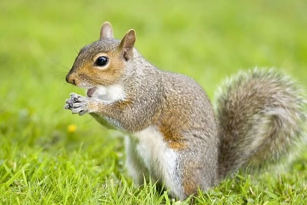 Grey Squirrel Eating on Lawn