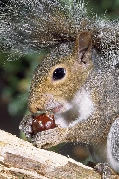Grey Squirrel - eating nut - UK