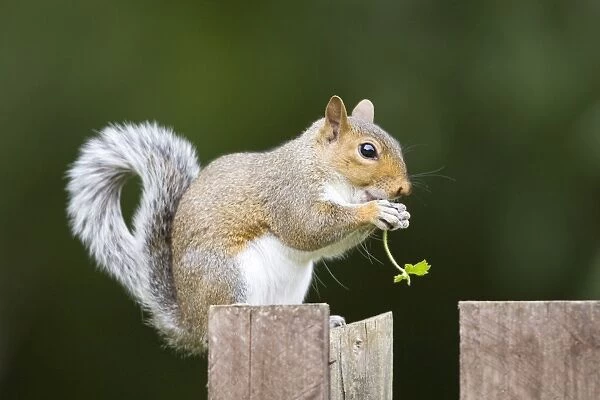 Grey Squirrel eating on wooden fence and holding leaf in paws. UK