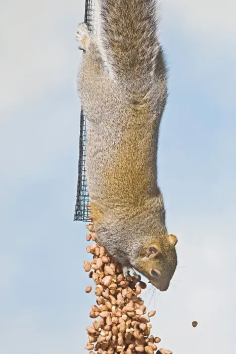 Framed Print : Grey squirrel - empties peanut feeder UK 005370 Framed Print : Grey squirrel - empties peanut feeder UK 005370