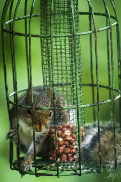Framed Print : Grey Squirrel - feeding inside squirrel proof bird nut feeder. Oxon UK Framed Print : Grey Squirrel - feeding inside squirrel proof bird nut feeder. Oxon UK