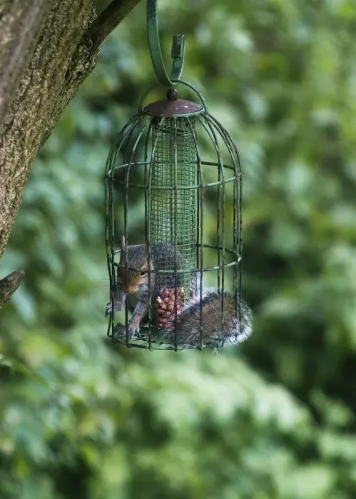 Framed Print : Grey Squirrel - feeding inside squirrel proof bird nut feeder. Oxon UK Framed Print : Grey Squirrel - feeding inside squirrel proof bird nut feeder. Oxon UK