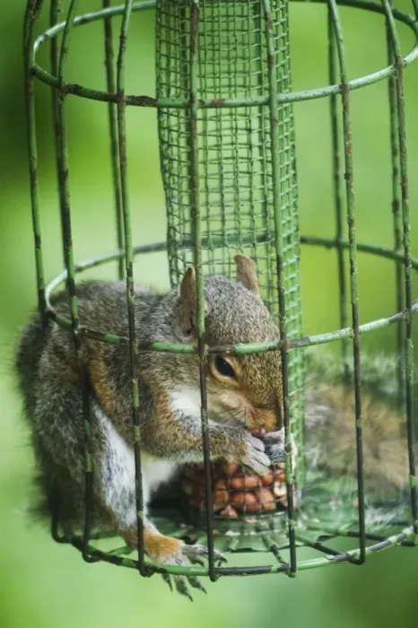 Framed Print : Grey Squirrel - feeding inside squirrel proof bird nut feeder. Oxon UK Framed Print : Grey Squirrel - feeding inside squirrel proof bird nut feeder. Oxon UK