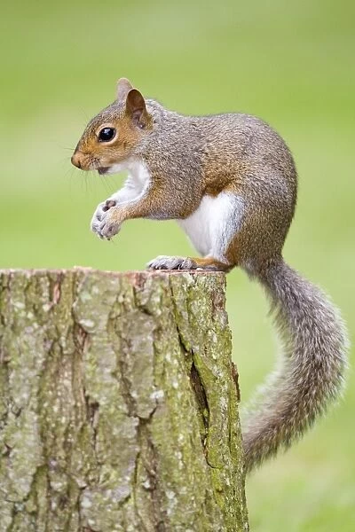 Grey Squirrel - feeding on nuts - Norfolk - UK