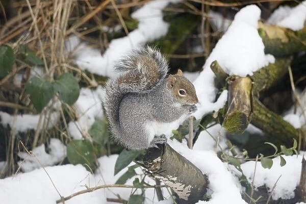 Grey Squirrel - Feeding in snow - Oxon - UK - February