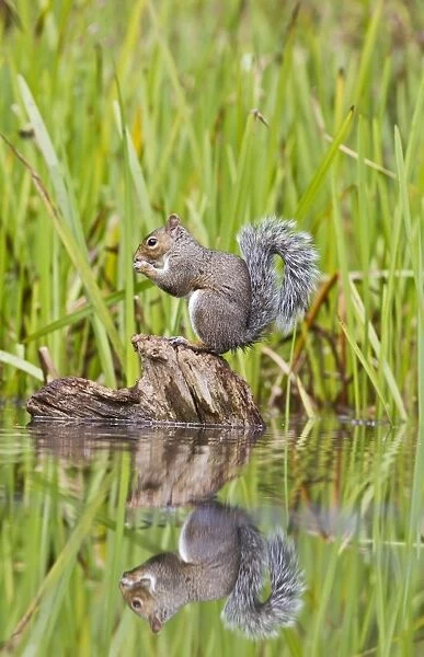 Grey Squirrel - feeding on stump in pond - Bedfordshire UK 11380