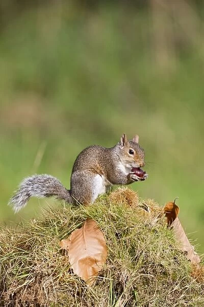 Grey Squirrel - feeding on sweet chestnuts - Bedfordshire UK 11442
