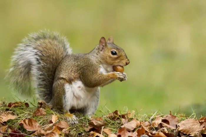 Framed Print : Grey Squirrel - finding acorn amongst autumn leaves in deciduous woodland - October - Cannock Chase - Staffordshire - England Framed Print : Grey Squirrel - finding acorn amongst autumn leaves in deciduous woodland - October - Cannock Chase - Staffordshire - England
