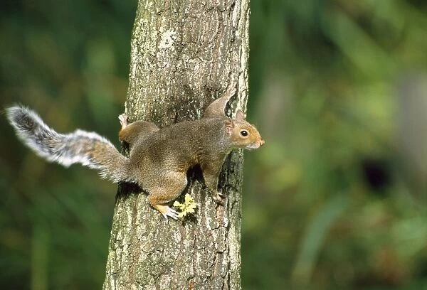 Grey Squirrel - flicking tail - UK