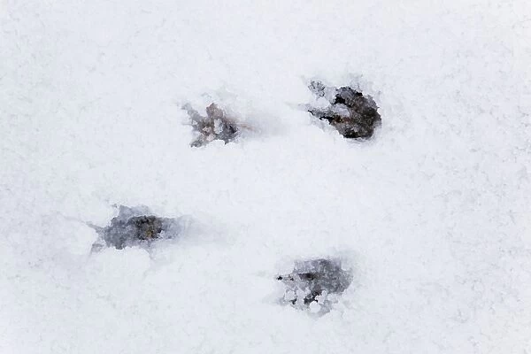 Grey Squirrel footprints - snow - Cornwall - UK