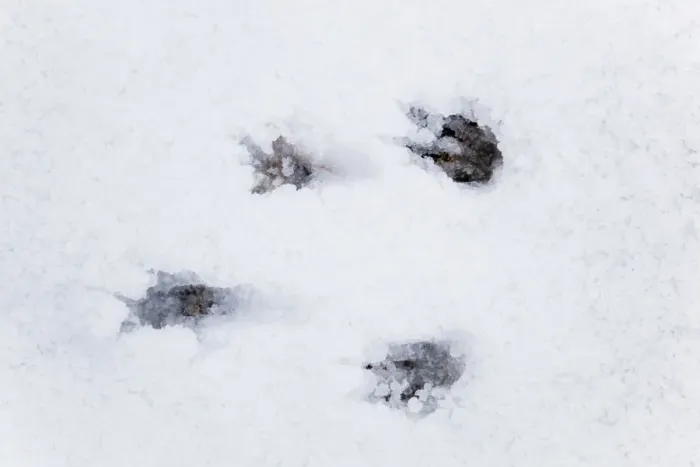 Framed Print : Grey Squirrel footprints - snow - Cornwall - UK Framed Print : Grey Squirrel footprints - snow - Cornwall - UK