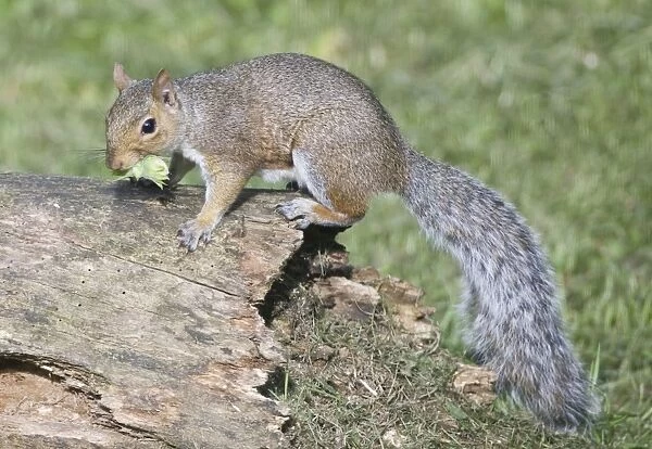 Grey Squirrel - gathering hazelnuts for its winter larder - Oxon UK