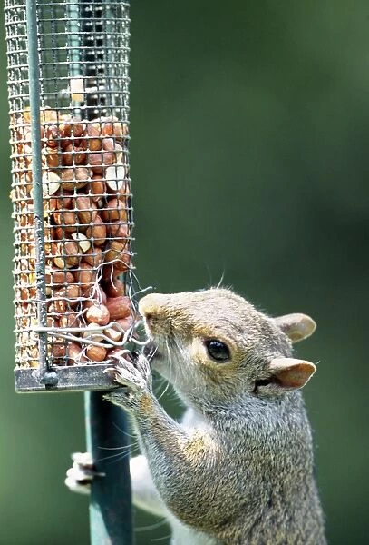 Grey Squirrel - Gnawing at damaged bird feeder