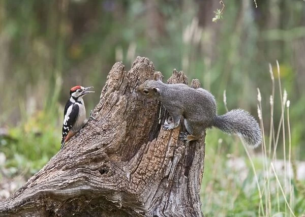 Grey Squirrel - and Great Spotted Woodpecker (Dendrocopos major) - on dead tree stump - Bedfordshire UK 11505