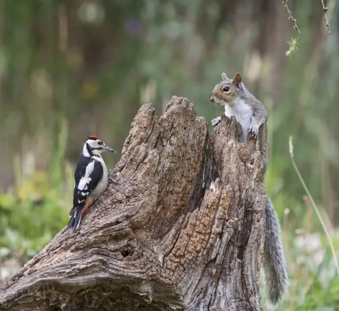 Framed Print : Grey Squirrel - and Great Spotted Woodpecker (Dendrocopos major) - on dead tree stump - Bedfordshire UK 11504 Framed Print : Grey Squirrel - and Great Spotted Woodpecker (Dendrocopos major) - on dead tree stump - Bedfordshire UK 11504