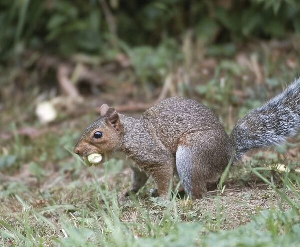 Grey Squirrel - with hazelnuts