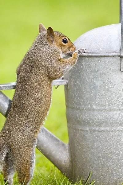 Grey Squirrel Investigating watering can in garden Norfolk UK