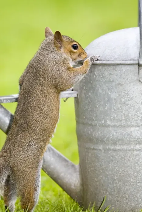 Framed Print : Grey Squirrel Investigating watering can in garden Norfolk UK Framed Print : Grey Squirrel Investigating watering can in garden Norfolk UK