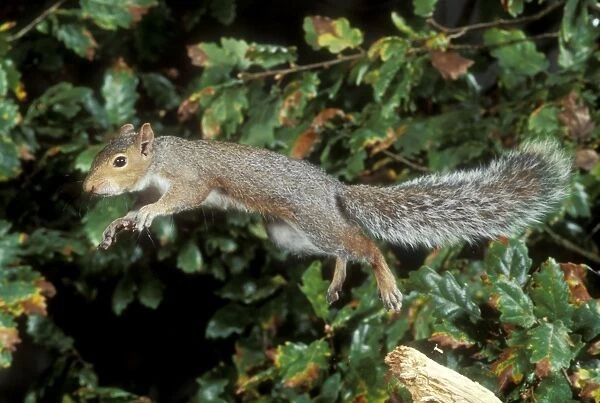 Grey Squirrel Jumping