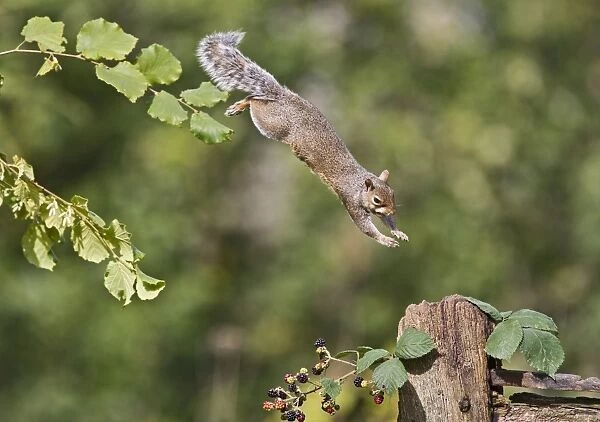 Grey Squirrel - jumping to gate post - Bedfordshire UK 11395