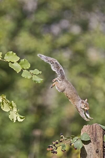 Grey Squirrel - jumping to gate post - with food in mouth - Bedfordshire UK 11399