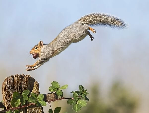 Grey Squirrel - jumping to gate post - with nut in mouth - Bedfordshire UK 11461