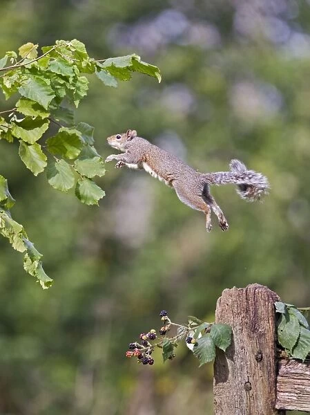 Grey Squirrel - jumping from hazel bush - Bedfordshire UK 11407